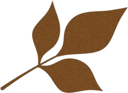 FRAXINUS LEAF