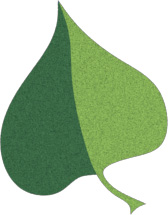 Tilia Leaf