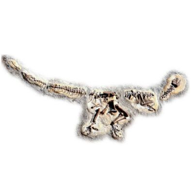 ALLOSAURUS DIG