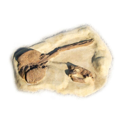 ANKYLOSAURUS DIG
