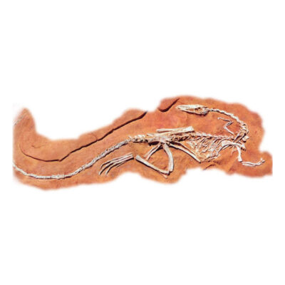 Coelophysis  DIG