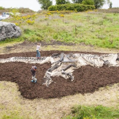 T-REX DINOSAUR DIG