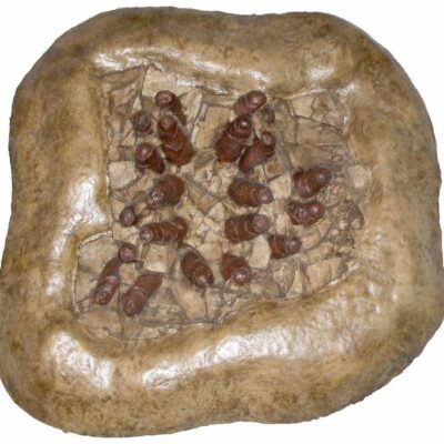 TROODON EGGS DIGS