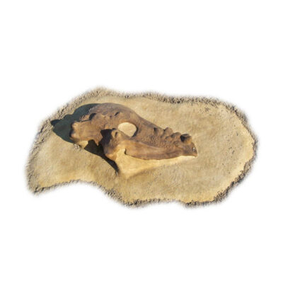 PACHYCEPHALOSAURUS DIG