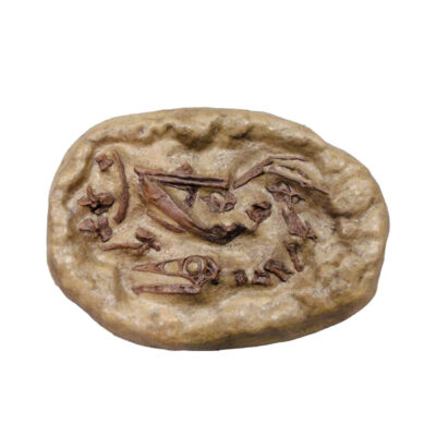 STRUTHIOMIMUS DIG