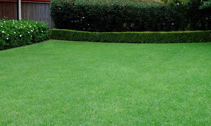 Artificial Grass