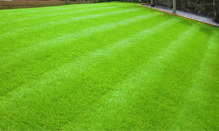 Landscape Grass
